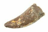 Bargain, Tyrannosaur (Nanotyrannus) Tooth - Montana #338804-1